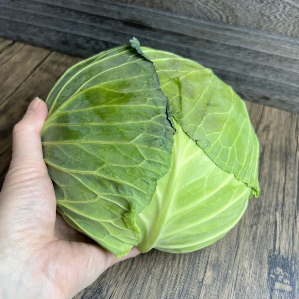 手に持ったコストコキャベツ1玉